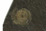 Dactylioceras Ammonite Plate - Posidonia Shale, Germany #79299-1